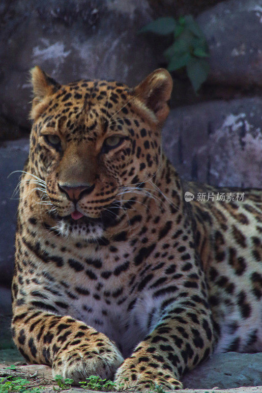 印度豹(Panthera pardus fusca)在阴暗处放松的特写图像，正面躺着，眼睛睁着，舌头从嘴里伸出，胡须，聚焦在前景